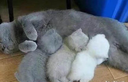 英短蓝猫有白色杂毛？