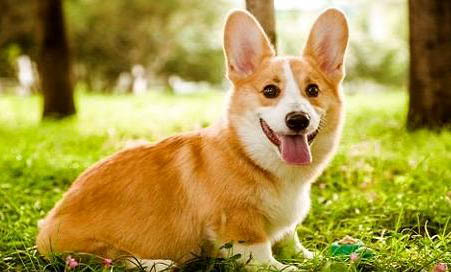 柯基犬打它能听话吗