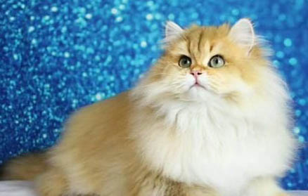 请问猫咪呕吐的原因及处理方法?