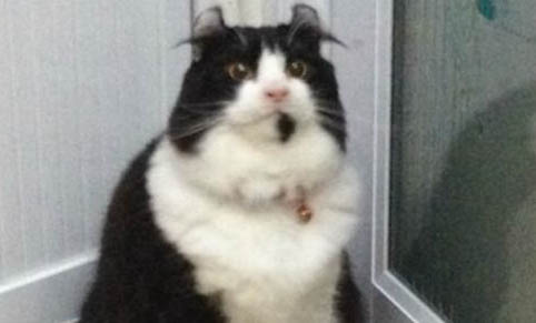 请问猫咪呕吐的原因及处理方法?
