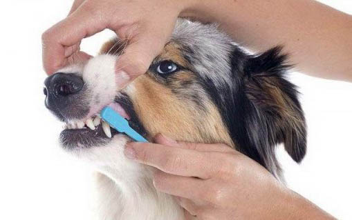 狗狗疫苗哪个牌子的好
