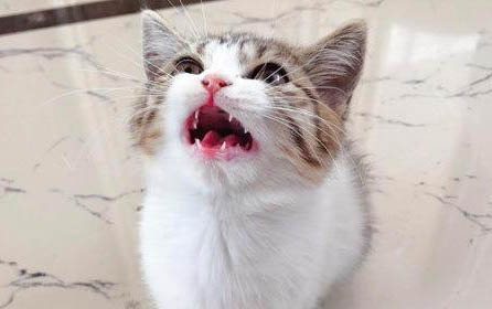 猫咪退烧后精神差正常吗
