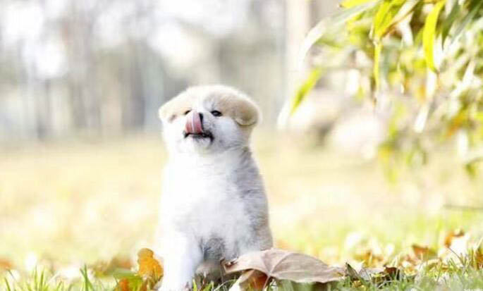 如何判断幼犬幼犬几个月了
