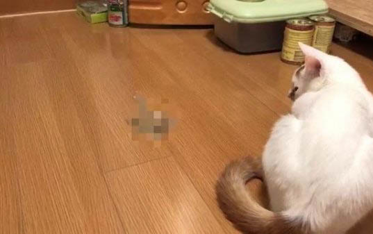 猫咪脸上脱毛皮肤红