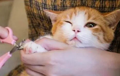 剪到猫咪血线会自愈吗