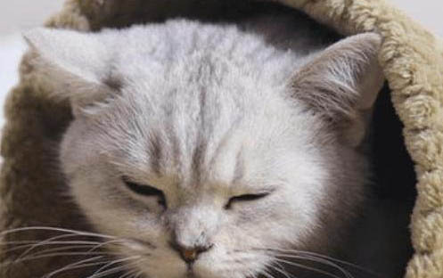 猫咪一般几个月的时候发情