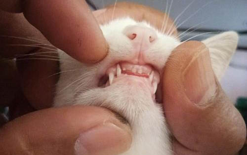 猫咪进新家为什么老是睡觉呢