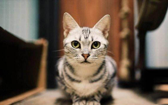 小猫爪子有毒吗