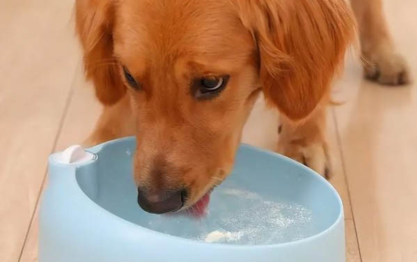 没满月的小狗可以喝纯牛奶吗