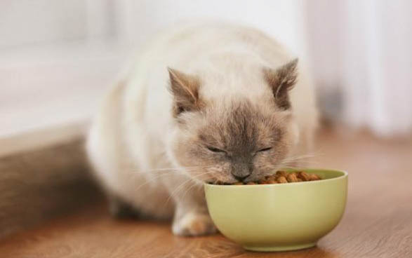 猫咪为什么会吐食物