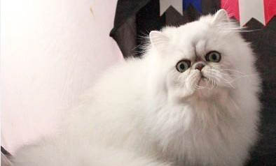 流浪猫刚出生的小猫可以养么