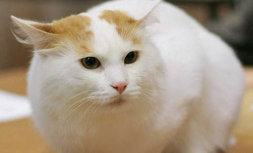 猫咪肾衰竭会吐血吗?