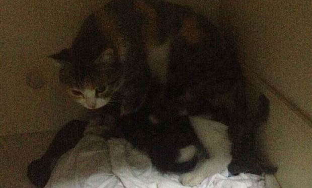 猫咪什么时候不能洗澡