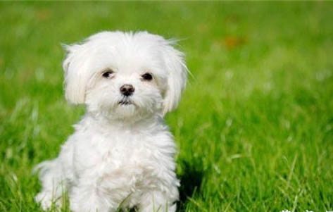 马尔济斯犬的缺点