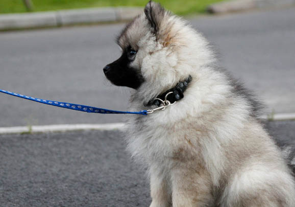 荷兰毛狮犬突然不爱吃东西的原因是什么