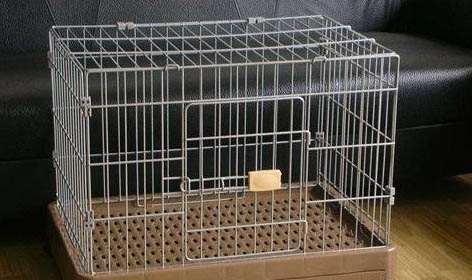 猫咪呕吐并且不吃饭是怎么了呢