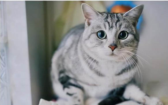 美国短毛猫吃不胖是什么原因