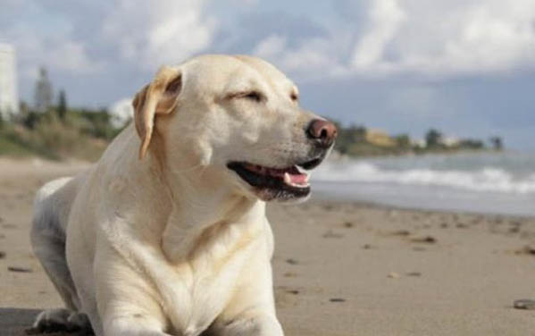 拉布拉多寻回犬消化不良能自愈吗