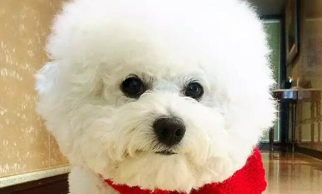 狗狗被人打了头部后站不起来该怎么办?