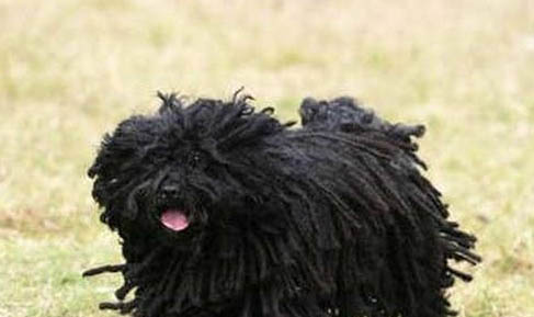 波利犬呕吐白沫原因及处理方法