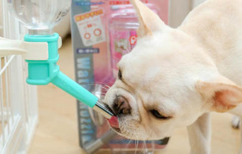 犬品种最贵十种型犬