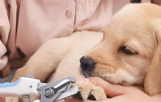 为什么不能剪狗狗胡子呢