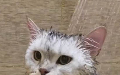 小猫为什么要绝育啊