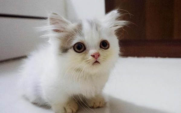 一个月大的猫咪大概多大