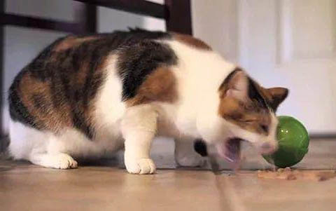 小猫得了猫口炎能自愈吗