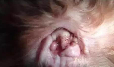 狗能吃猪骨头吗,猪骨头可以给狗吃吗