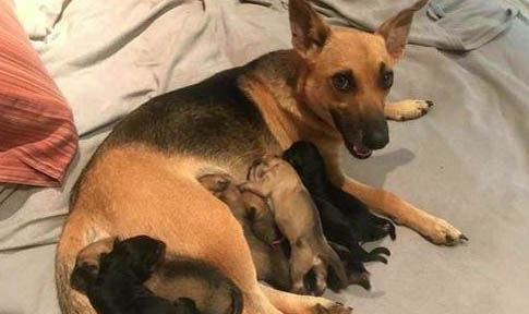 母犬怎么判断是否患有子宫蓄脓