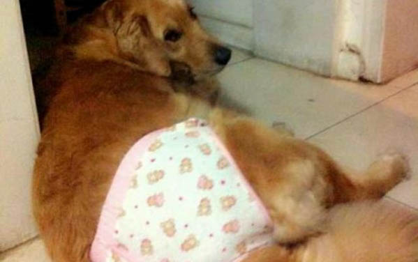 狗狗咳嗽干呕怎么治疗