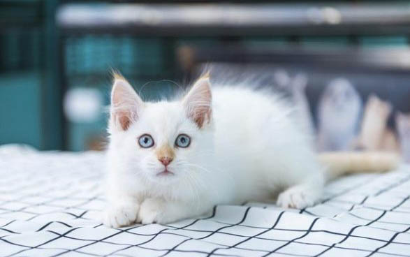 小猫一个月能吃多少猫粮