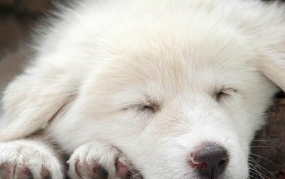 狗狗感冒发烧了怎么办如何退烧