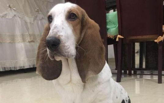 狗狗怀孕几个月能生下来