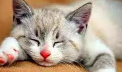 猫咪为什么喜欢趴在人身上睡