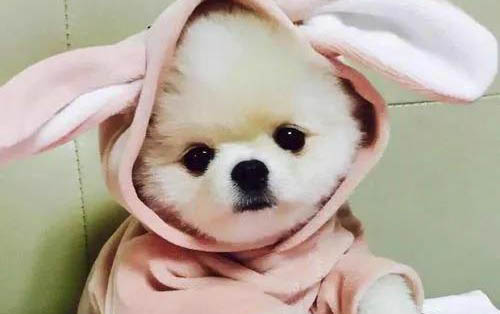 猫咪脐带剪了没扎会不会死?