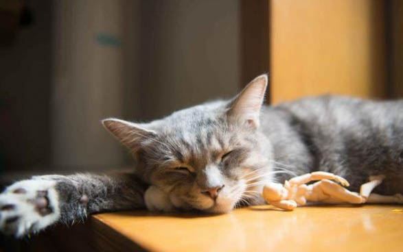 小猫名字大全