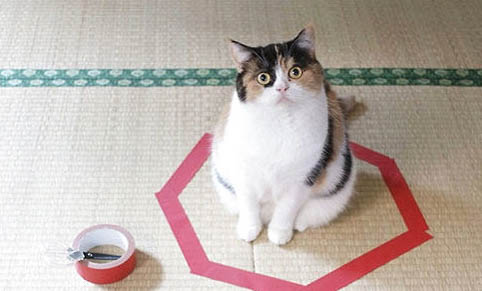 请问猫咪呕吐的原因及处理方法?
