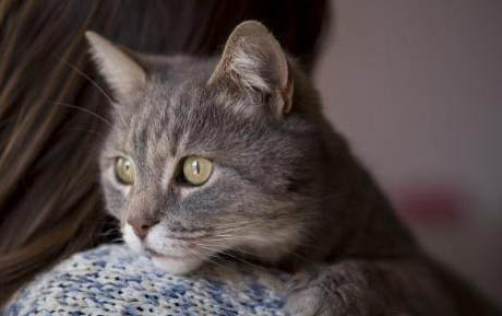 出生十多天的小猫一直没拉屎正常吗