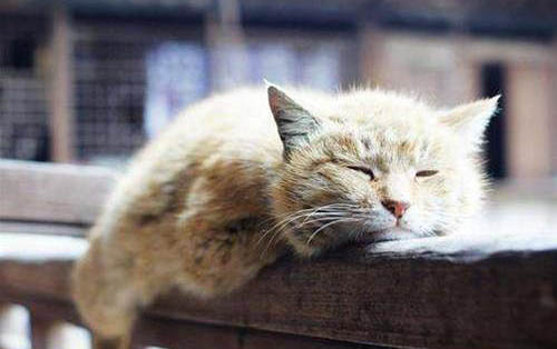 猫做驱虫多少天跳蚤死完