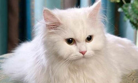 猫咪突然暴瘦了是什么原因