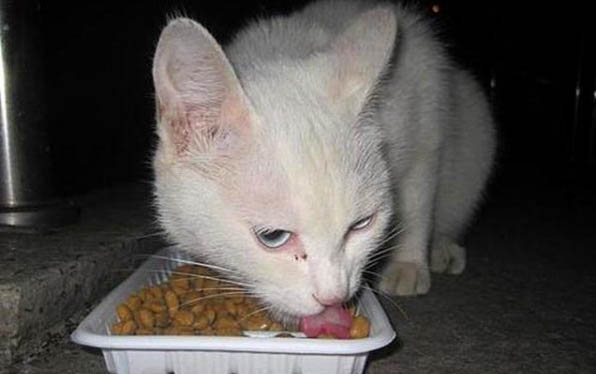 猫咪可以吃蛋清吗?
