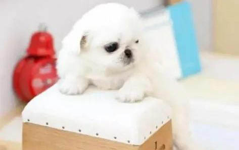 大狗如何配小狗的狗粮