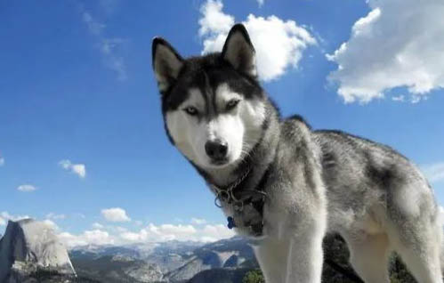 犬舍哈士奇多少钱