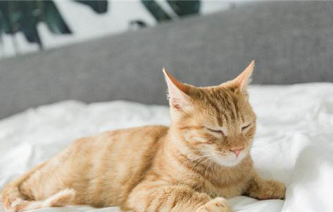 猫死后过一夜还能活吗？