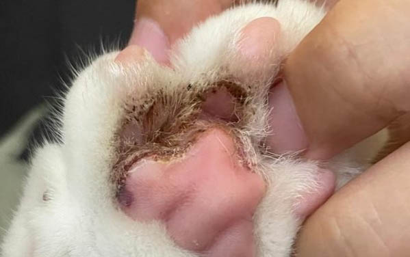 小猫发烧能自愈吗?