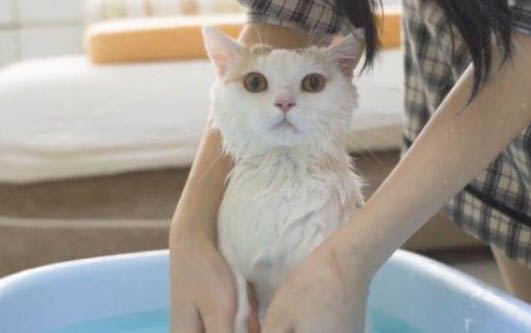 猫咪胰腺炎要住院多久