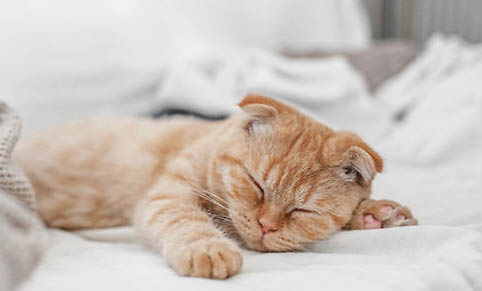 猫咪可以天天吃营养膏吗