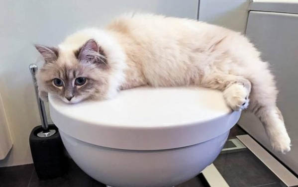 小猫死了母猫会怪主人吗